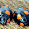 Six-spotted Leaf Beetle