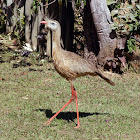 Red-legged seriema