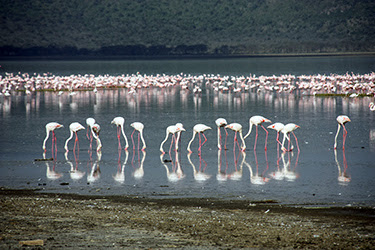 LLEGADA A KENIA-LAGO NAKURU-LAGO NAIVASHA - KENIA, TANZANIA Y ZANZÍBAR: EL SAFARI PERFECTO (21)