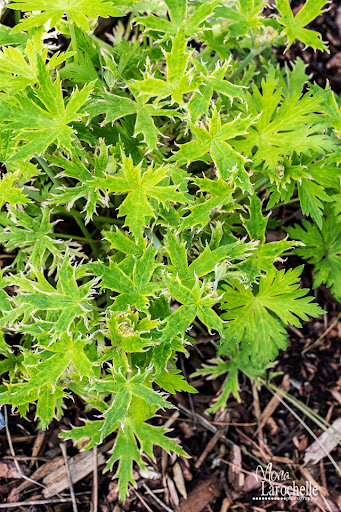 Geranium Anne Thomson Geranium-anne-thomson-140517-186rm