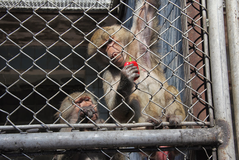 Путешествие в Абхазию, август 2014 г.