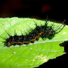 Cracker butterfly Caterpillar