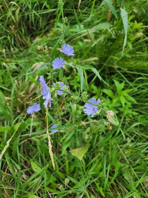 Cichorium intybus Location Missouri, United States of America