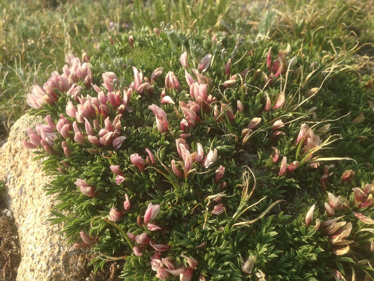 Dwarf clover