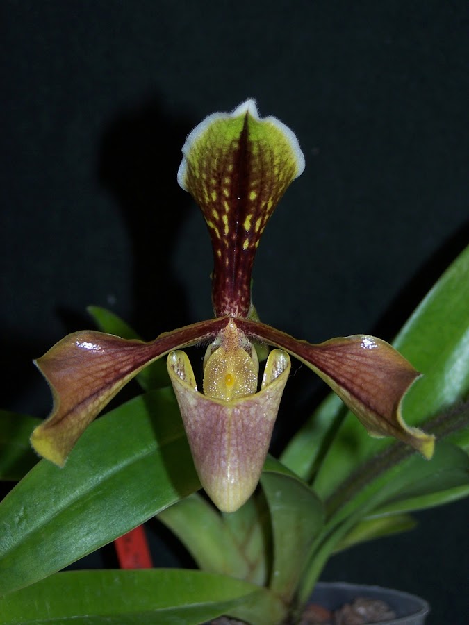 Paphiopedilum villosum var. boxallii 100_9489