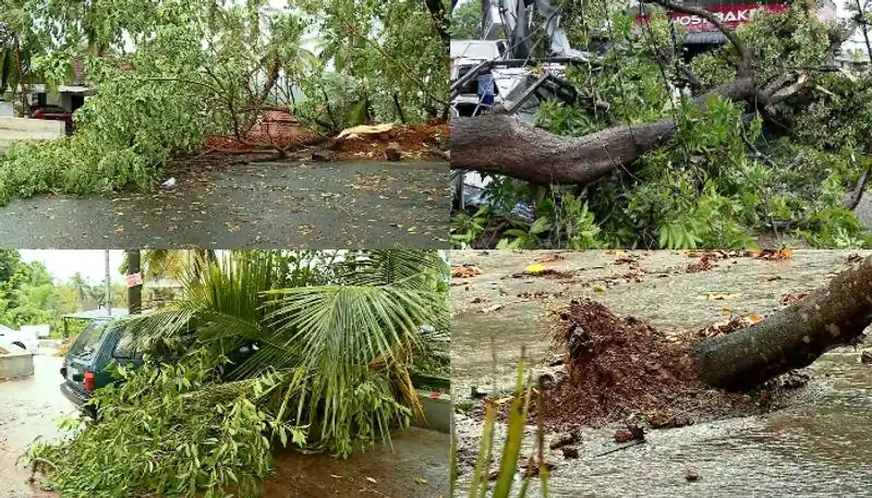 മഴക്കാല ജാഗ്രത: ജീവനും സ്വത്തിനും ഭീഷണിയാവുന്ന മരങ്ങളുടെ ശിഖരങ്ങൾ അടിയന്തരമായി മുറിച്ച് മാറ്റണമെന്ന് കളക്ടര്‍