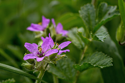 Erodium moschatum