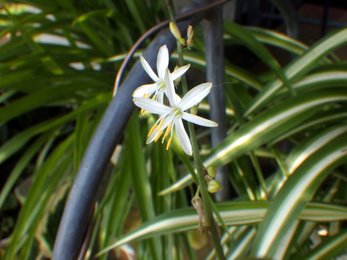 オリヅルラン Chlorophytum Comosum Familiar Flowers 2