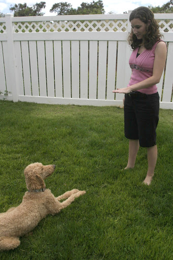 dog-training photo:dog training supply 