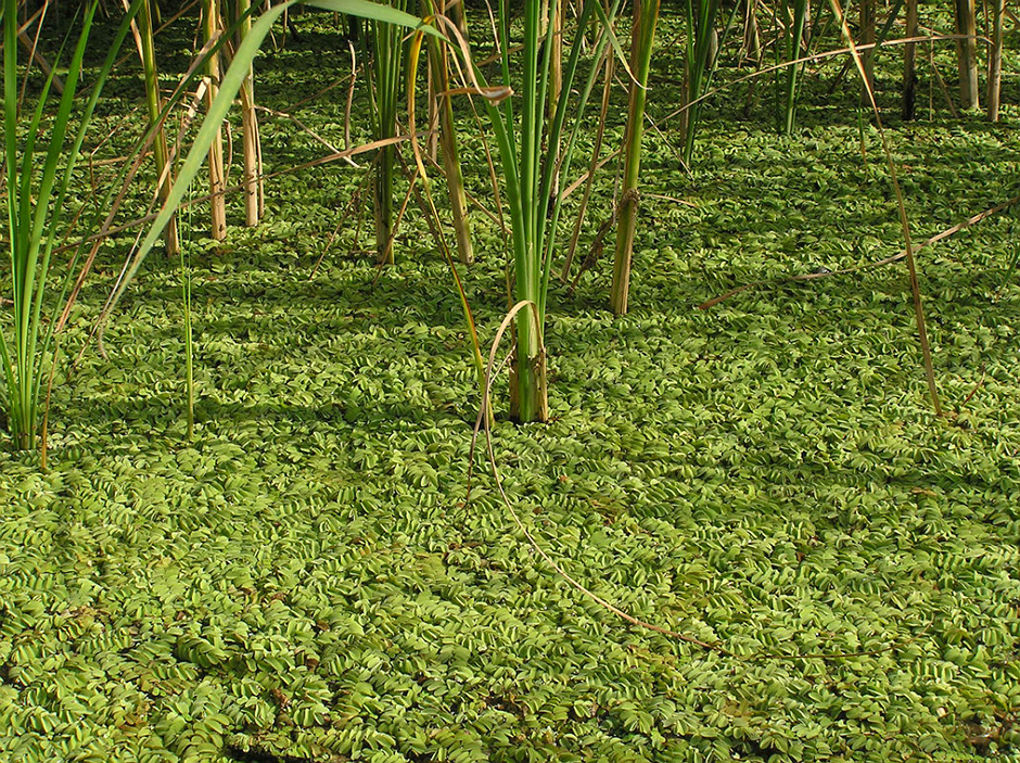 Сальвиния врожденная (Salvinia adnata)