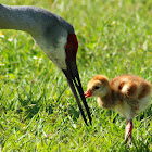 Sandhill Crane