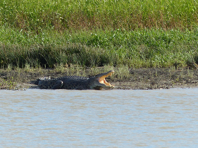Crocodile Harvesting