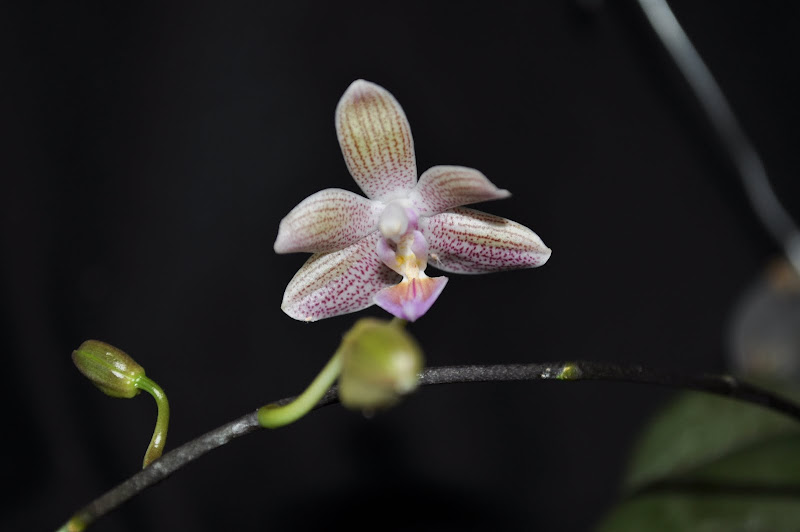 Phalaenopsis Marie Linden DSC_0024