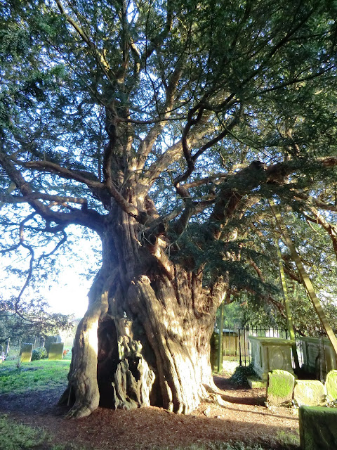 CIMG0362 Ancient yew tree, Crowhurst