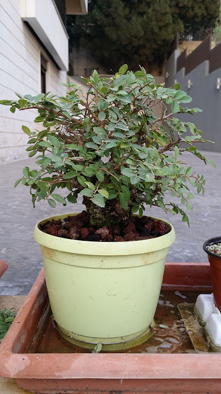 [2015-] Cork Bark Chinese Elm II 20150814_184301