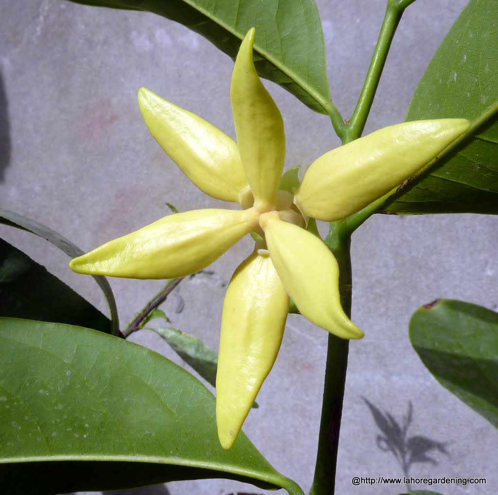 Ylang Ylang vine