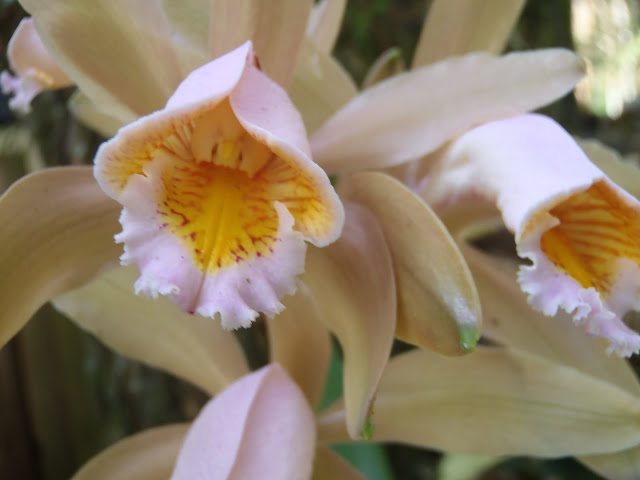 Cattleya forbesii P8151218