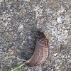 Leopard Slug