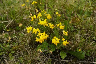 Komonica zwyczajna Lotus corniculatus