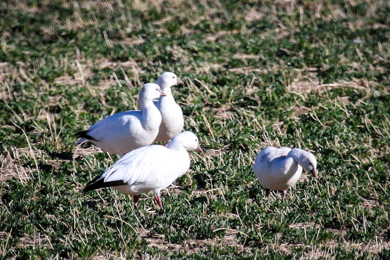 Rosss Geese IMG_9704