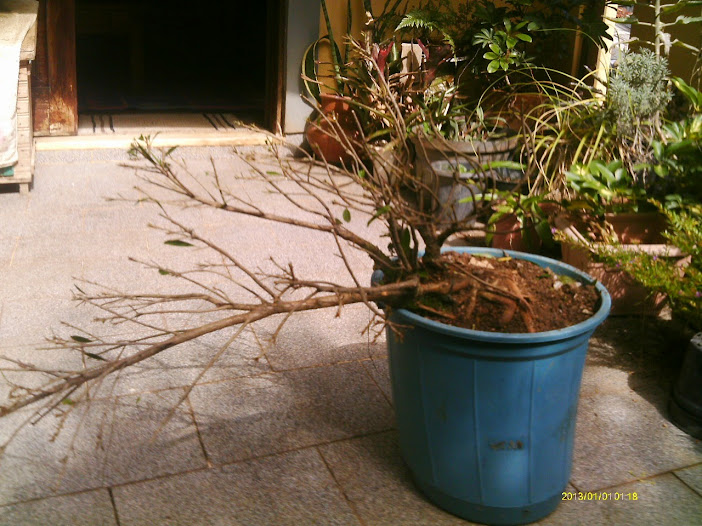 Ficus Nerifolia pra Semi Cascata... IMAG0152