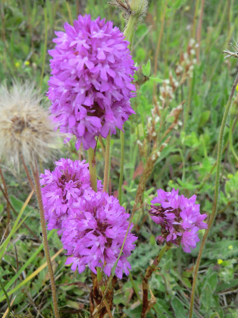 CIMG8863 Pyramidal orchids