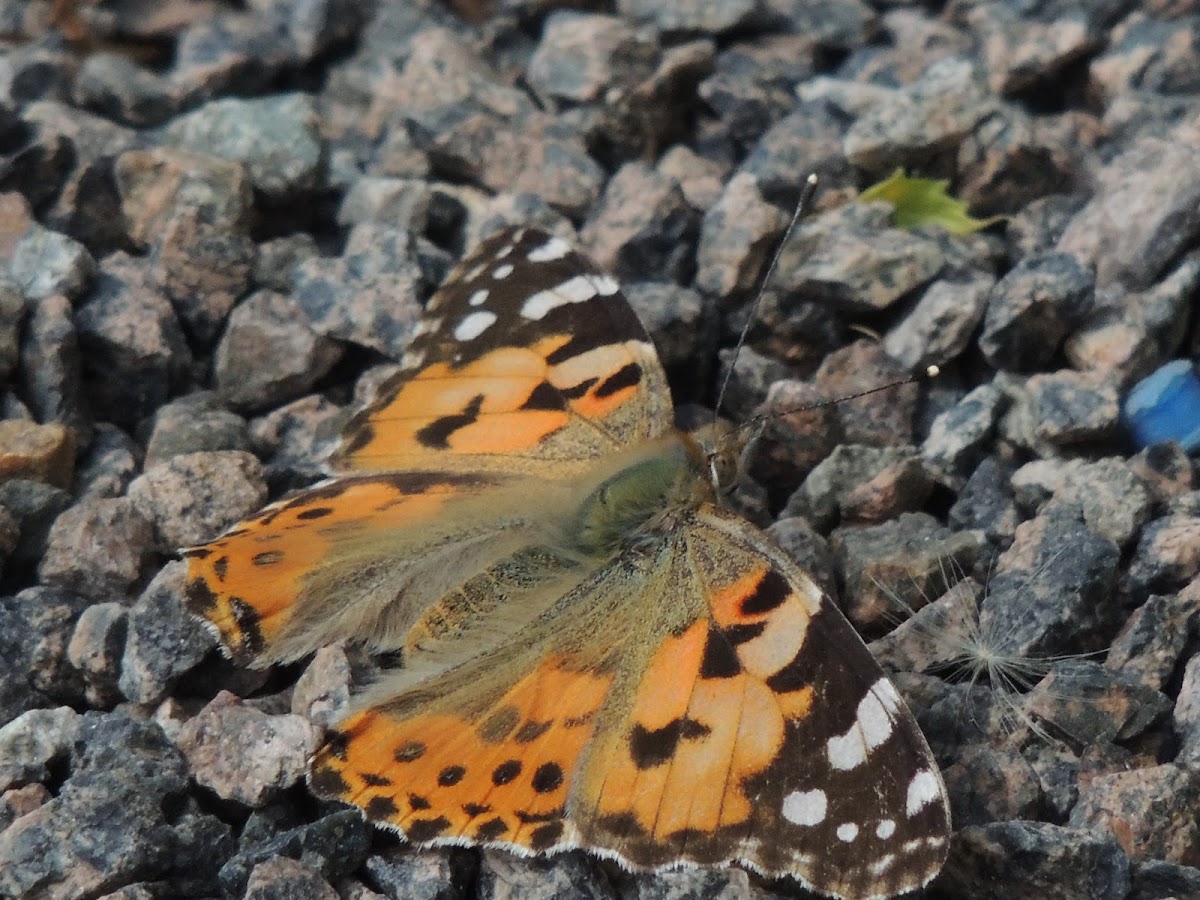 Painted Lady