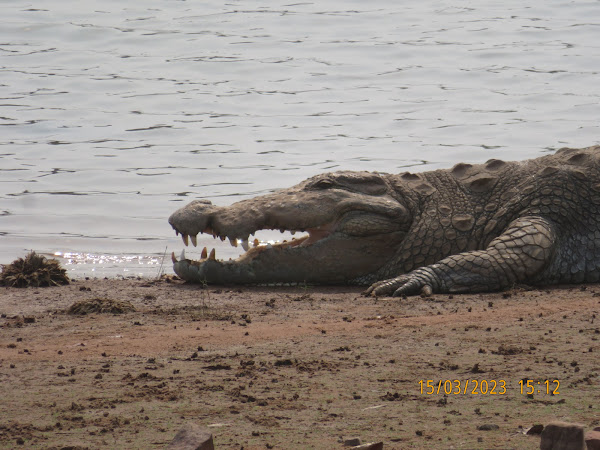 Mugger crocodile - Wikipedia