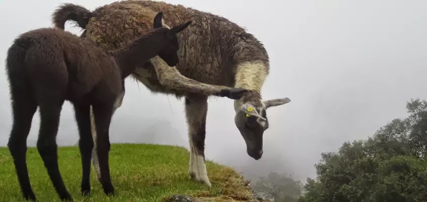 FAUNA EN EL VALLE SAGRADO | VALLE SAGRADO DE LOS INCAS