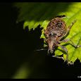 Weevils