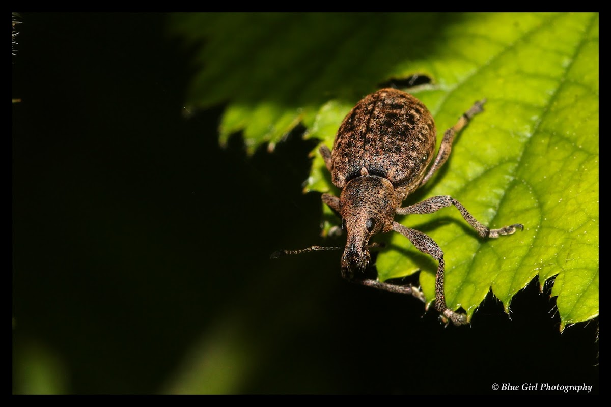 Liophloeus tessulatus