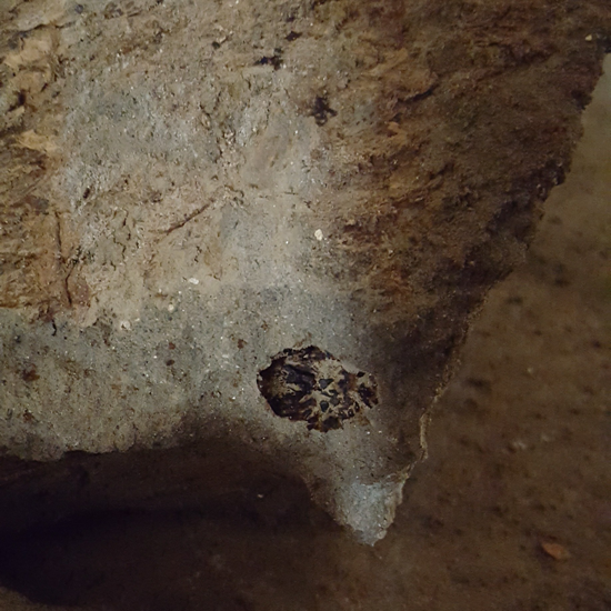 Woven mat featuring the impression of a fig found under a pedestal of dirt which had been supporting skeletal remains inside a ware house at Oplontis.