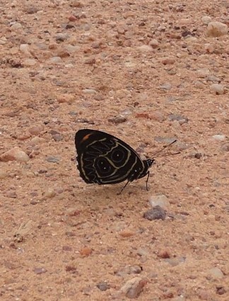 Callicore butterfly