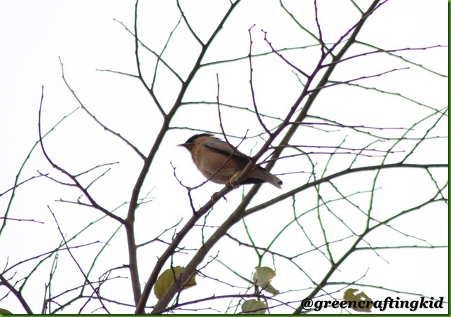 Brahminy starling