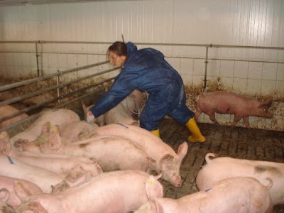 Photos of Tier&auml;rzte S&uuml;dsteiermark - DR. VET - Die Tier&auml;rzte