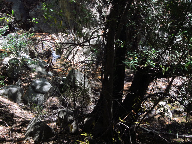 creek obscured by bay trees