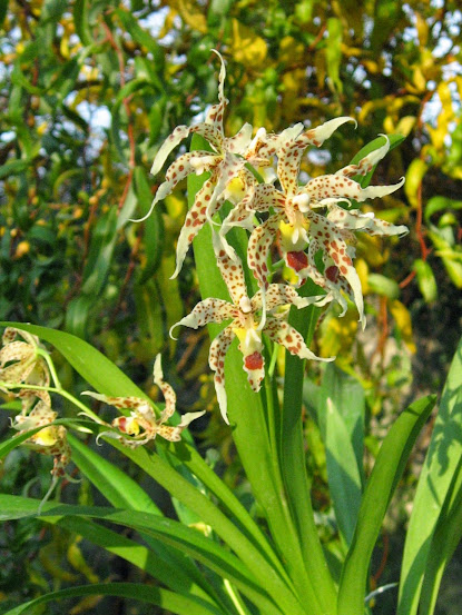 Oncidium gloriosum  IMG_7973