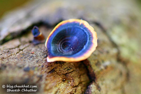 Bracket fungi / Shelf fungi / Bracket mushrooms / Shelf mushrooms photographed on a bark in the Western Ghats