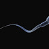 After Your Death,  Can Your Family Use Your Leftover Sperm to Make a Baby?