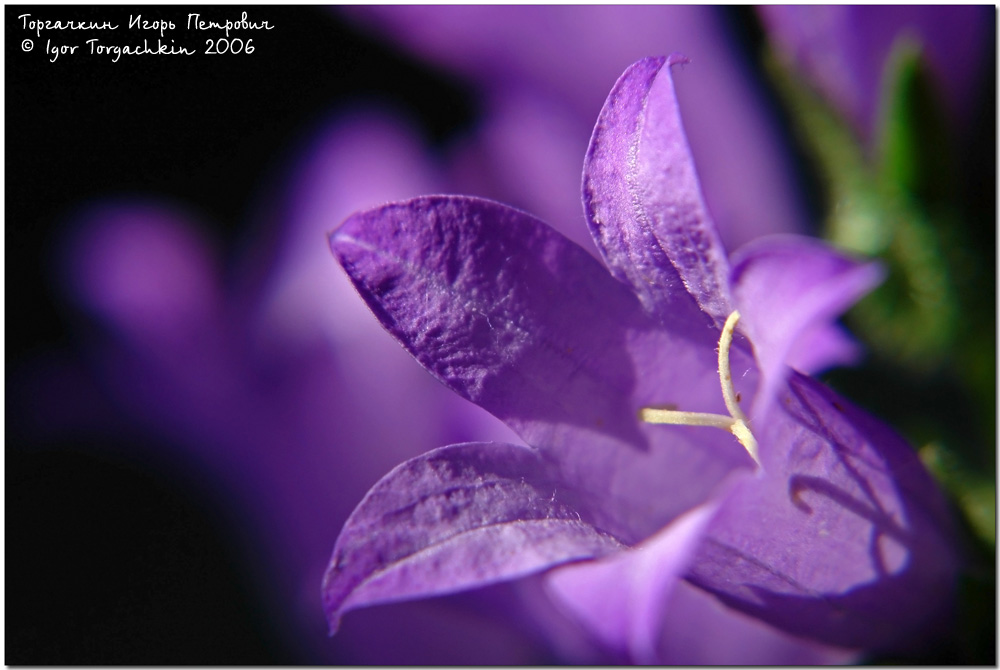 Колокольчик 36. Колокольчик Комарова (Campanula komarovii). Колокольчик Портеншлага. Цветы 150×150 px.