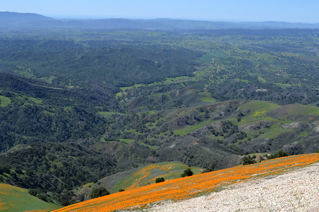 wall of orange to a spread of green