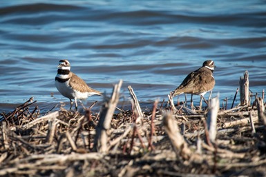 Kildeer Couple IMG_0748