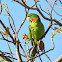 White-eyed Parakeet