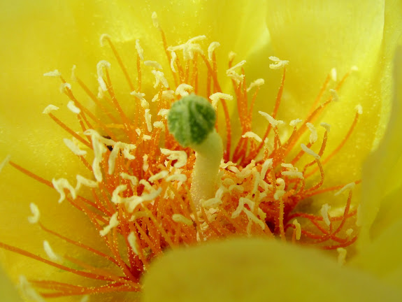 Prickly pear cactus bloom