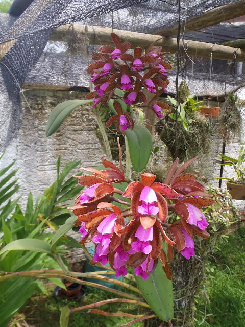 Cattleya tigrina (leopoldii) PC140406