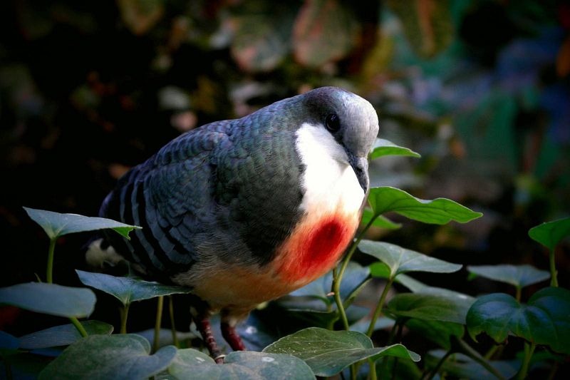 luzon bleeding heart