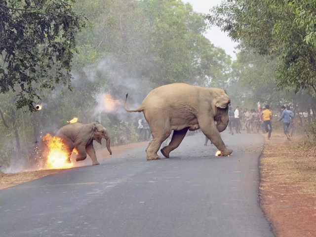 An elephant calf and its mother run across a road close to a crowd that has hurled flaming tar balls and crackers at them in West Bengal. This photo, named 'Hell is Here', is the winner of Sanctuary Wildlife Photography Awards 2017. Photographer Biplab Hazra writes, 'The calf screams in confusion and fear as the fire licks at her feet.' Photo: Biplab Hazra