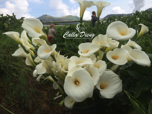 Calladieng Perkebunan Bunga Potong Calla Lily Aneka Warna Di