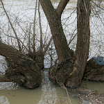 Berges de Seine