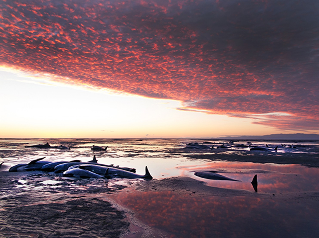 Hundreds of long-finned pilot whales are stranded at Farewell Spit, one of New Zealand’s most beautiful beaches, at sunrise on Friday, 10 February 2017. Photo: Jane Ussher / ThisNZLife